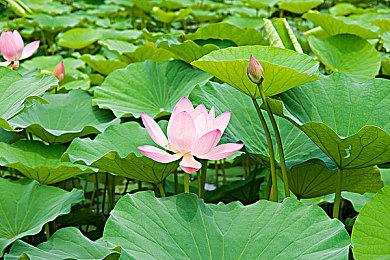 稻船敬二担任Level-5新游《幻想生活i》制作人